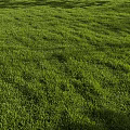 Lush Green Grass Field With Neatly Arranged Rows Under Warm Sunlight