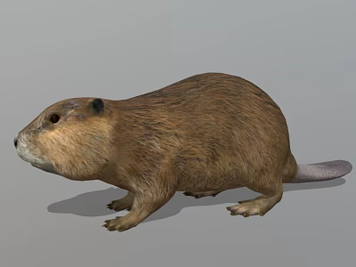 3D Model of Beaver Aquatic Animal With Realistic Brown Fur and Tail 3d model