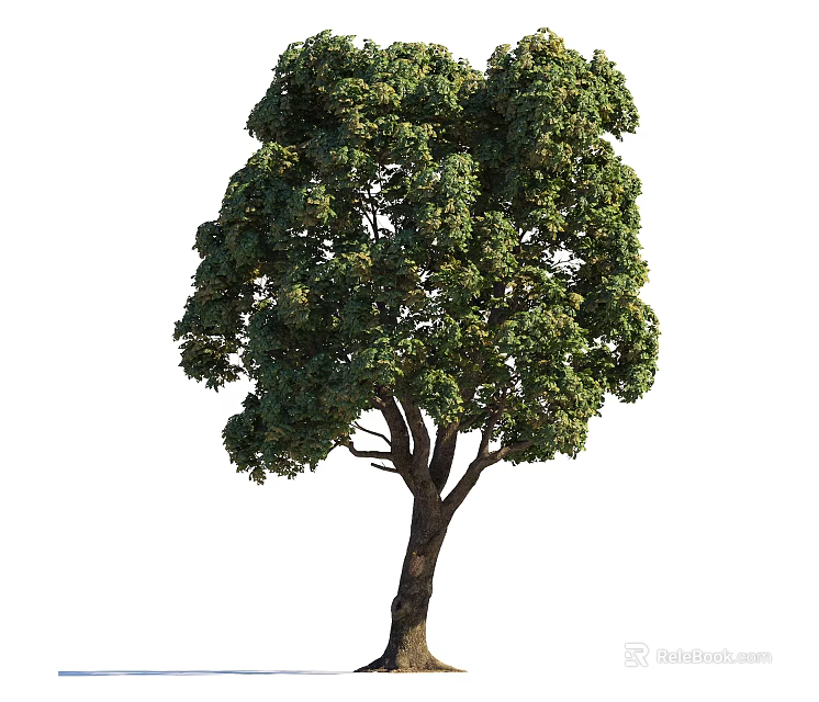 Healthy Deciduous Tree With Vibrant Green Foliage Strong Brown Trunk In Garden Landscape 3d model 