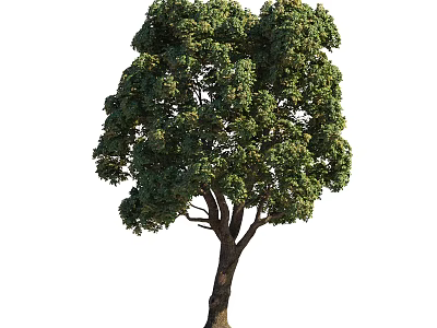Healthy Deciduous Tree With Vibrant Green Foliage Strong Brown Trunk In Garden Landscape 3d model