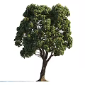 Healthy Deciduous Tree With Vibrant Green Foliage Strong Brown Trunk In Garden Landscape