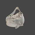 Natural History Collection of Bird Skulls with Detailed Anatomical Features
