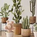 Decorative Indoor Potted Plants with Cactus Succulents Woven Baskets and White Pots