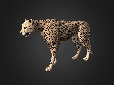 Cheetah With Spotted Fur Standing In Side Profile Against Dark Background 3d model