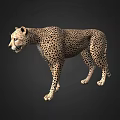 Cheetah With Spotted Fur Standing In Side Profile Against Dark Background 3d model