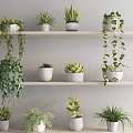Various Potted Plants Arranged On Indoor Shelves With Green Hanging And Upright Foliage