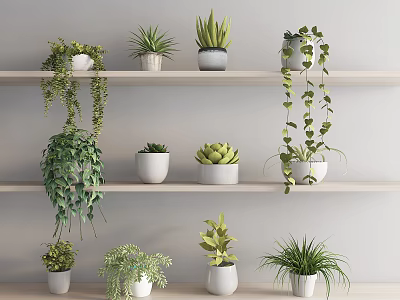Various Potted Plants Arranged On Indoor Shelves With Green Hanging And Upright Foliage 3d model
