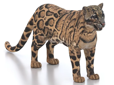 Realistic 3D Model of Clouded Leopard With Detailed Fur Pattern Standing 3d model