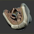 Detailed 3D Model of Human Organ and Hair Anatomical Structure with Muscles and Vessels