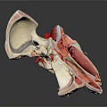 Human Head Anatomical Model Medical Device Showing Nasal Oral Eye Cavity Structures For Medical Education