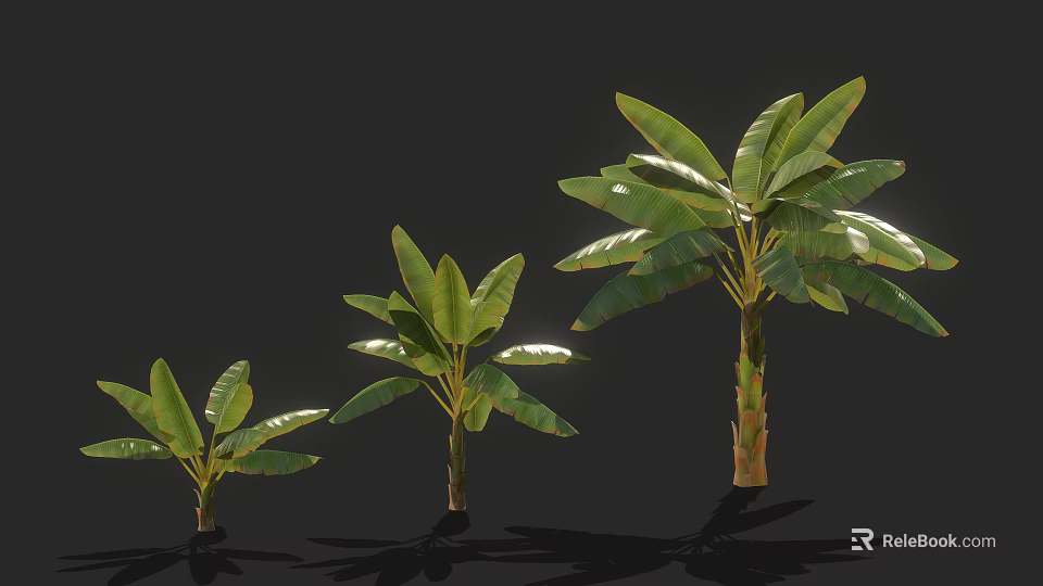 Banana Trees Of Various Sizes With Green Leaves And Brown Trunks On Black Background 3d model 