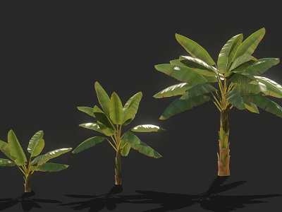 Banana Trees Of Various Sizes With Green Leaves And Brown Trunks On Black Background 3d model