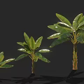 Banana Trees Of Various Sizes With Green Leaves And Brown Trunks On Black Background