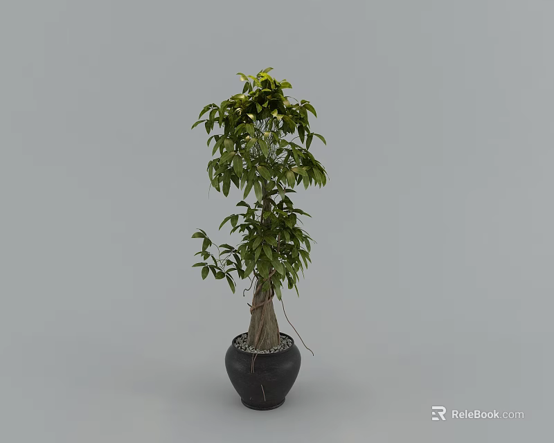 Indoor Bonsai Plant with Green Leaves Unique Trunk in Black Pot and Decorative Pebbles 3d model 