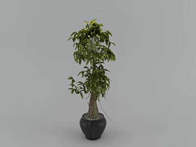 Indoor Bonsai Plant with Green Leaves Unique Trunk in Black Pot and Decorative Pebbles 3d model