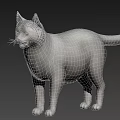 White Cat With Soft Fur Standing Still On Dark Background In Close Up 3d model