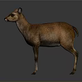 Brown Deer Standing Gracefully on Isolated Gray Background with Realistic Details