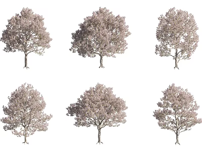 Multiple Flowering Arbor Trees With Pink Blossoms In Full Spring Bloom 3d model