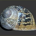Unique Snail Shell Featuring Colorful Blue Brown Patterns On Shiny Surface 3d model