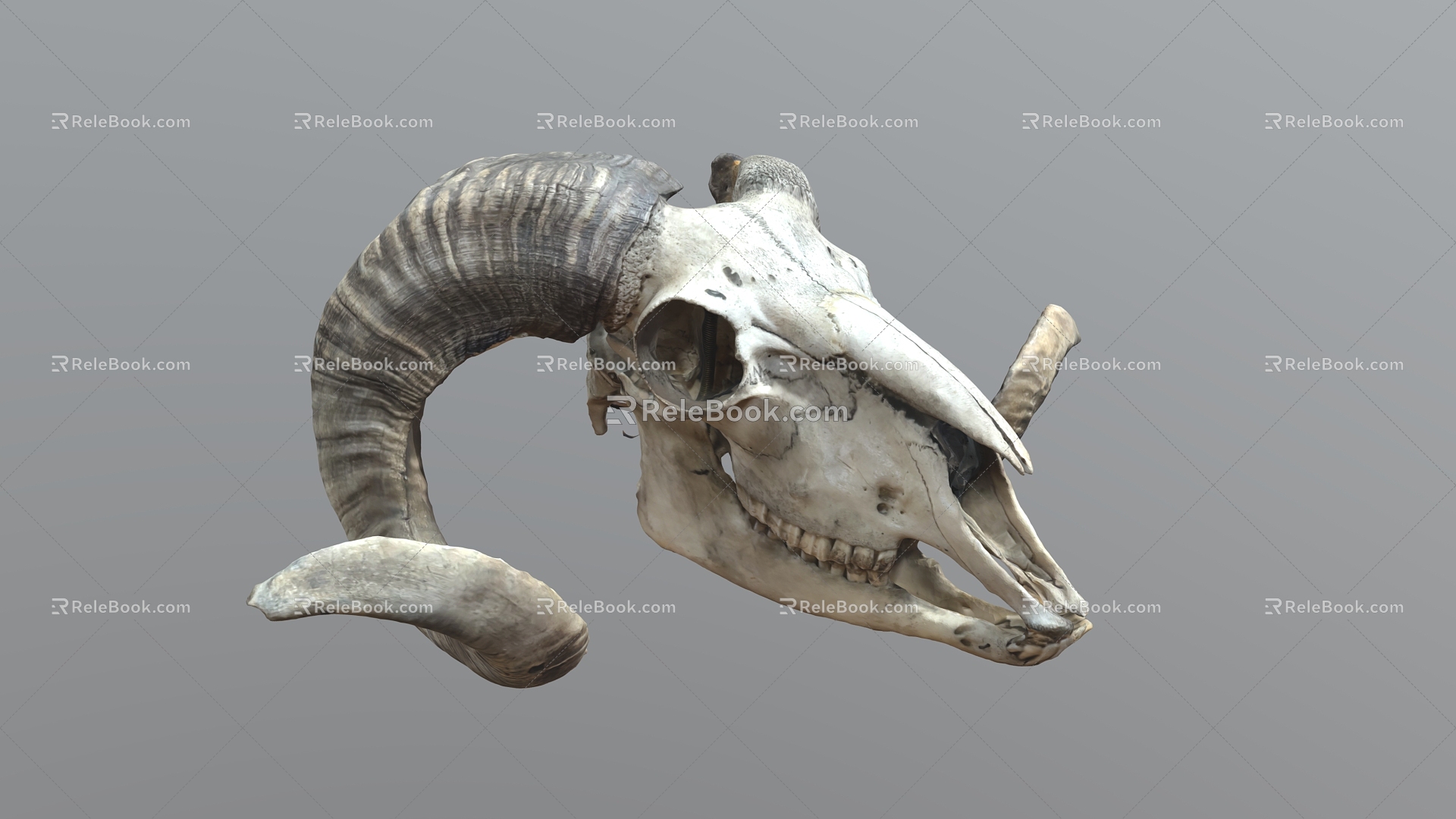 argali sheep sheep head bone skull animal skull goat animal bone fossil 3d model