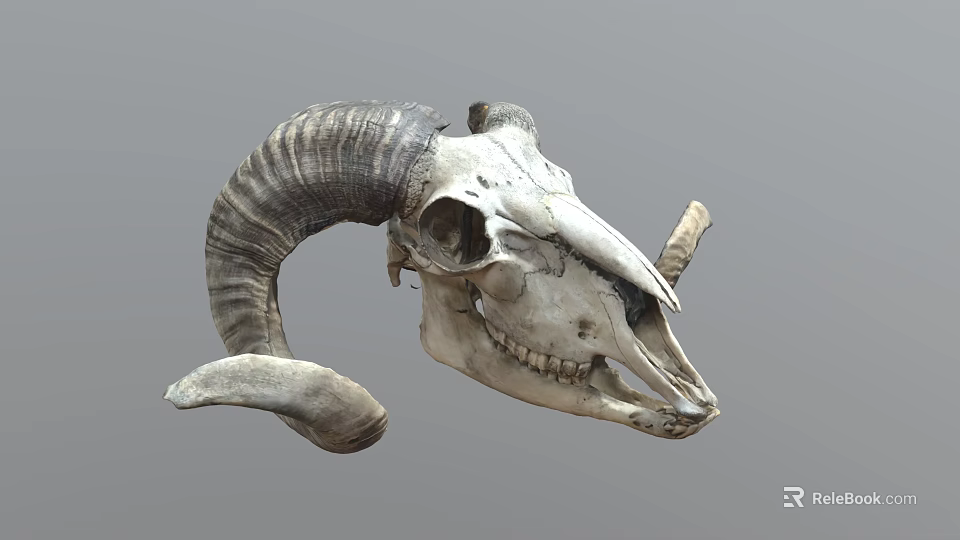 Detailed Ram Skull With Large Curved Horns And Visible Teeth 3d model 