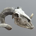Detailed Ram Skull With Large Curved Horns And Visible Teeth