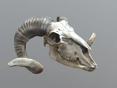 Detailed Ram Skull With Large Curved Horns And Visible Teeth 3d model