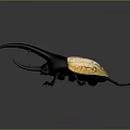Rhinoceros Beetle With Large Horn Black Body And Yellow Elytra On Gray Background