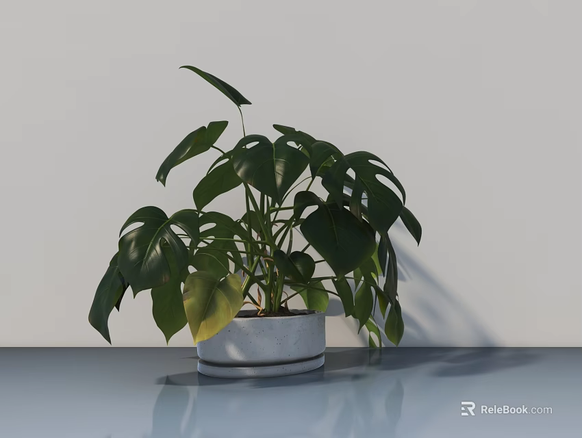 Potted Monstera Plant with Green Leaves in White Pot on Smooth Table Against Light Wall 3d model 