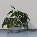Potted Monstera Plant with Green Leaves in White Pot on Smooth Table Against Light Wall