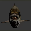 Fresh Fish with Big Eyes Open Mouth Golden Brown Scales Fins Tail on Dark Background