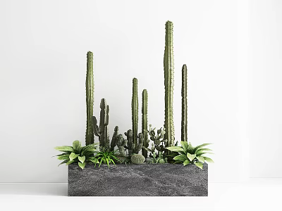 Green Plant Combination With Tall Columnar Cacti And Short Clustered Succulents In Grey Rectangular Planter 3d model