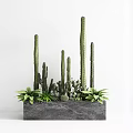 Green Plant Combination With Tall Columnar Cacti And Short Clustered Succulents In Grey Rectangular Planter