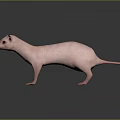 Pink Hairless Naked Mole Rat Standing On Dark Reflective Surface