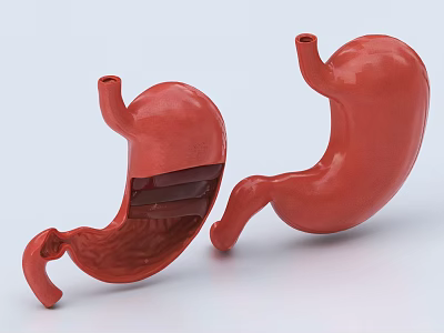Human Abdominal Organ Stomach Anatomical Model With Internal Structure And External View 3d model