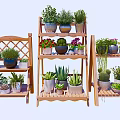 Indoor Succulents Display on Multiple Wooden Shelves with Various Potted Plants