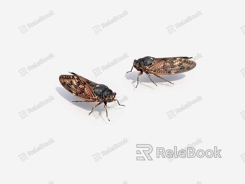 Animal cicada model