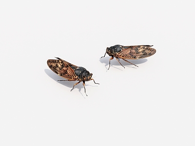 Animal cicada model