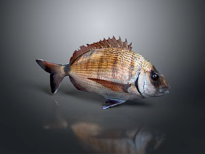 3D Rendered Fish With Brown And Orange Stripes Fins On Grey Background With Reflection 3d model