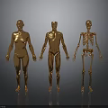 Golden Anatomical Human Figures Displaying Organ And Skeleton Structures In Detailed Visualization