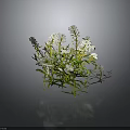 Herb Plant With White Flowers And Green Leaves On Dark Background With Reflection