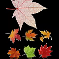 Colorful Maple Leaf Ornaments with White Yellow Orange Red Green Tones on Black Background