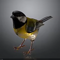 Colorful Bird With Black Head White Cheek Yellow Body Blue Gray Wings And Orange Claws