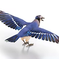 Blue Jay Bird Spreading Wings with Vibrant Blue Feathers and White Markings on White Background