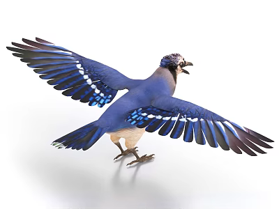 Blue Jay Bird Spreading Wings with Vibrant Blue Feathers and White Markings on White Background 3d model