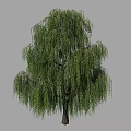 Weeping Willow Tree With Long Hanging Branches And Green Leaves In Natural Landscape