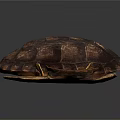Intact and Broken Turtle Shells Showing Natural Texture on White Background 3d model