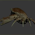 Spotted Brownish Red Crab With Large Claws And Segmented Legs On Smooth Surface Showing Reflection