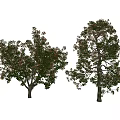 Two Arbor Trees With Lush Green Foliage And Natural Growth Structure 3d model