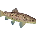 Spotted Brown Trout Aquatic Animal With Light Colored Fins And Streamlined Body